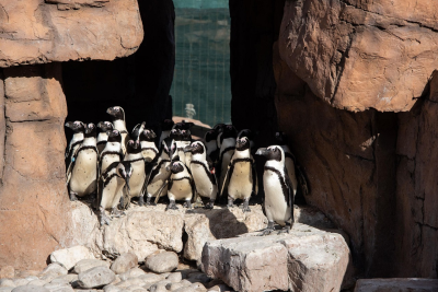 Ford Wildlife Foundation Continues Support for SANCCOB image