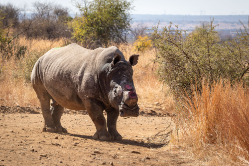 TOYOTA SOUTH AFRICA MOTORS HELPS SAVE THE RHINOS image