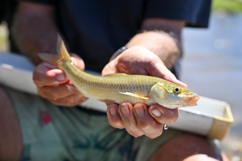 FWF Drives the Return of the Witvis to the Berg River image